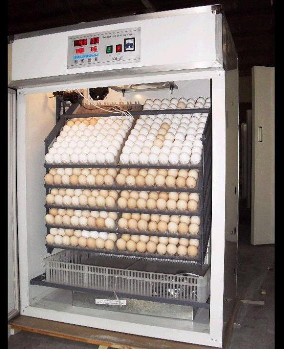 incubator hen 