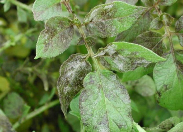 Is het mogelijk om phytophthora op aardappelen te verwijderen 