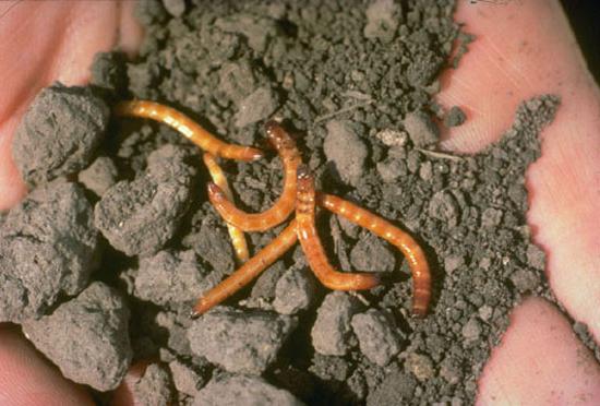 Hoe zich te ontdoen van Wireworm: effectieve methoden