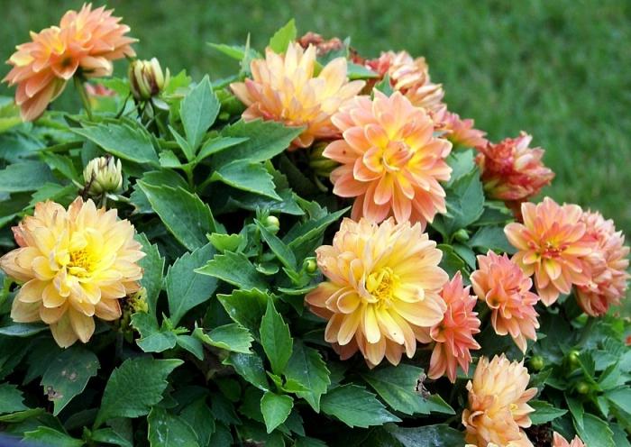 Alles over dahlia's