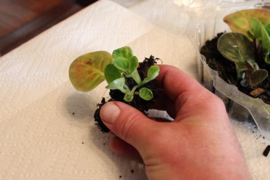 thuis viooltjes transplanteren