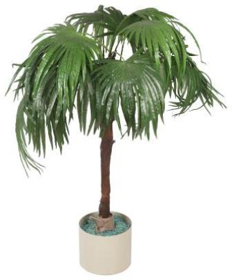 hoe zorg je voor een palmboom