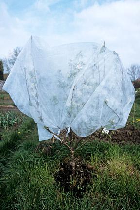 hoe een appelboom te verwarmen voor de winter