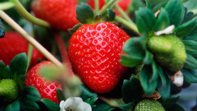 Hoe aardbeien in het voorjaar te planten? Het kweken van aardbeien in het land