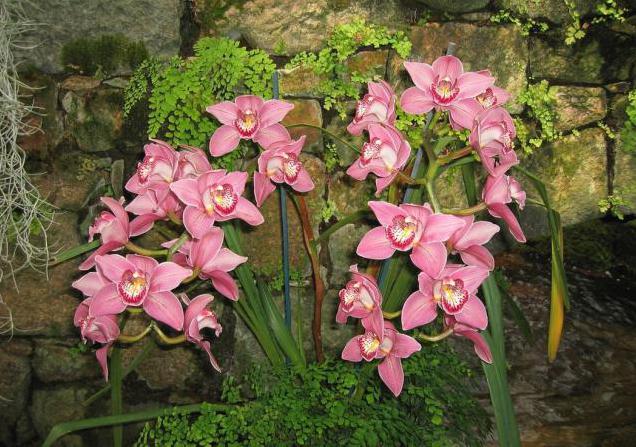 Welke soorten potten zijn nodig voor orchideeën?