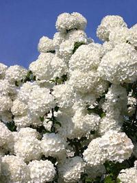 viburnum 