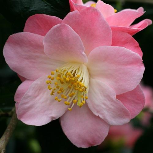 Japanse Camellia