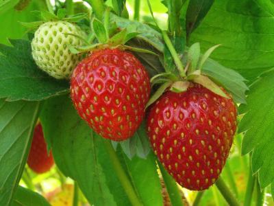 Wanneer aardbeien te planten: bepaal de optimale planttijd