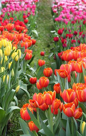 Wanneer moet je bollen tulpen op tijd uitgraven?