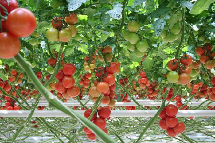 Rode pijl (tomaat): rasbeschrijving en groeifuncties