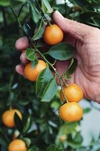 Kumquat: thuis groeien