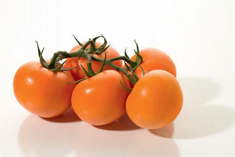 Beste tomatenzaden voor een serre van polycarbonaat