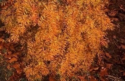 De favoriet van de bloemenkwekers is grijze spiraea. Spirea. Kenmerken van zorg