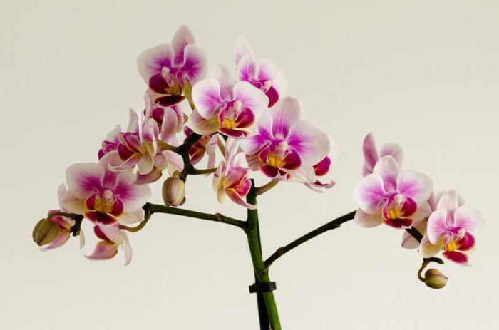 Mini-orchideeën, thuiszorg