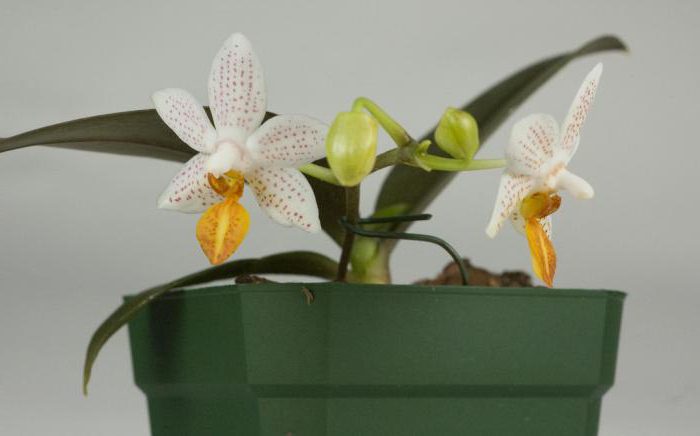 Soorten mini-orchideeën