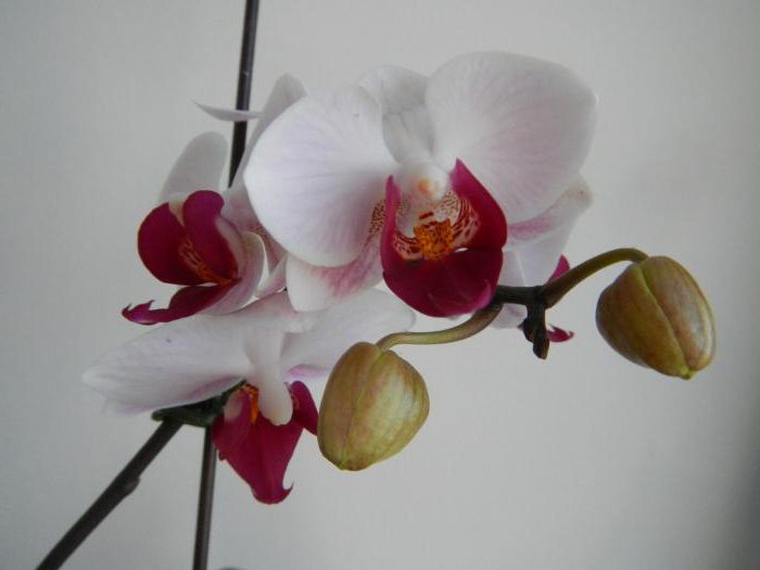 Bloem mini-orchidee