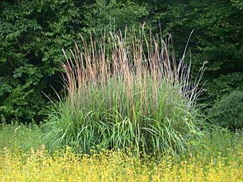 Miscanthus - Chinees riet