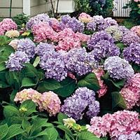 Moet ik een hortensia voor de winter maaien: tips voor tuiniers?