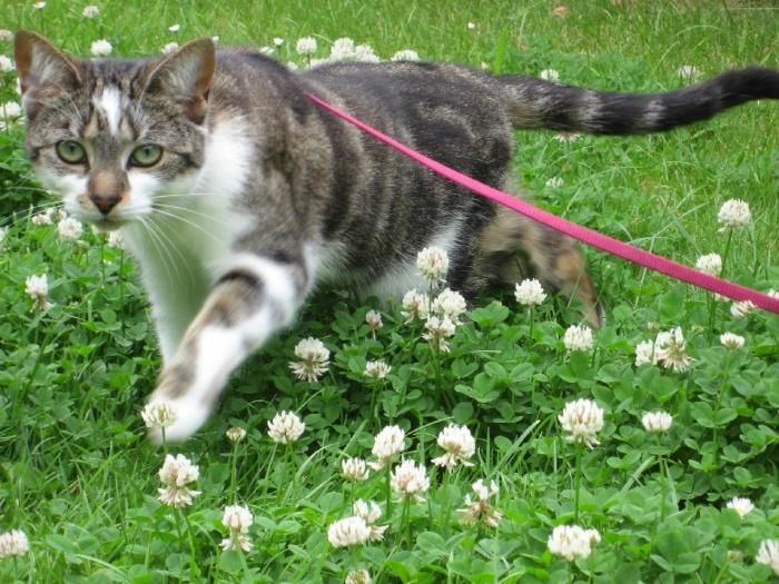 Enkele aanbevelingen voor het planten van gras