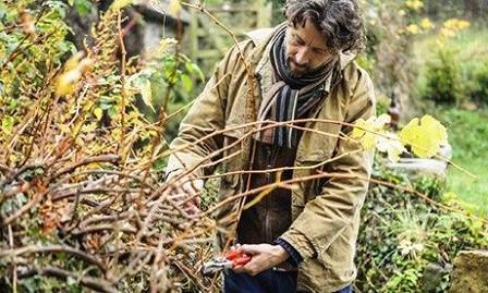 Bepaal de timing: wanneer de herfst gesnoeid druiven?