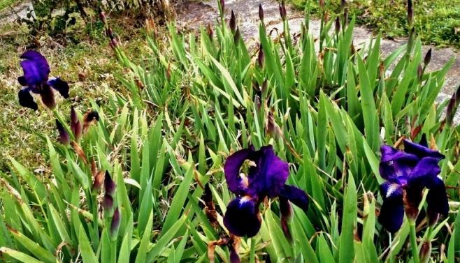 Herfst-lente zorg voor irissen na de bloei