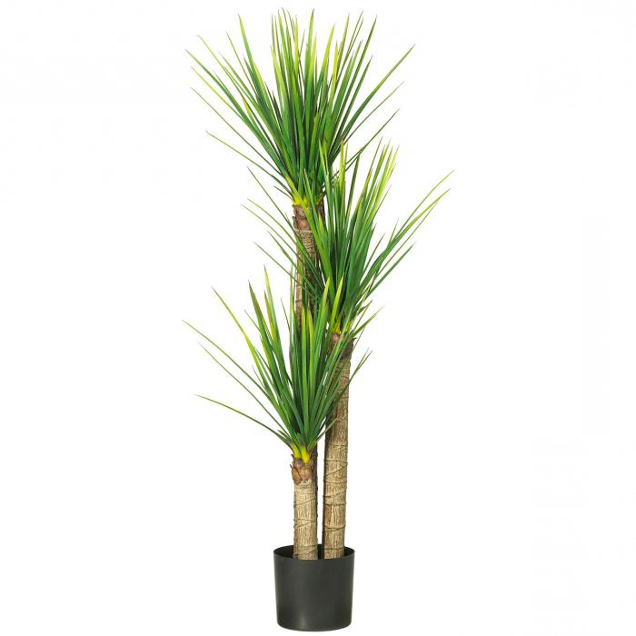 Palma kamer yucca