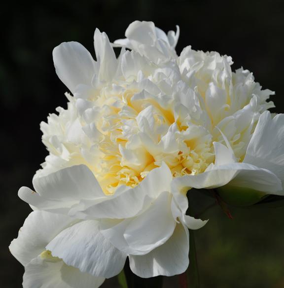 Peony kruidachtig: planten en verzorgen van tuinbloemen