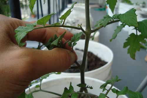 Tomaten: planten en verzorgen