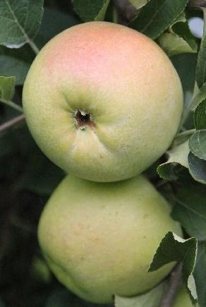 verscheidenheid aan appels