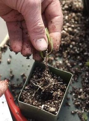 Voortplanting van kamperfoelie door stekken en bushdeling