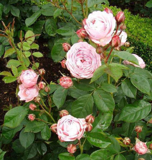 Rosa Maria Theresa