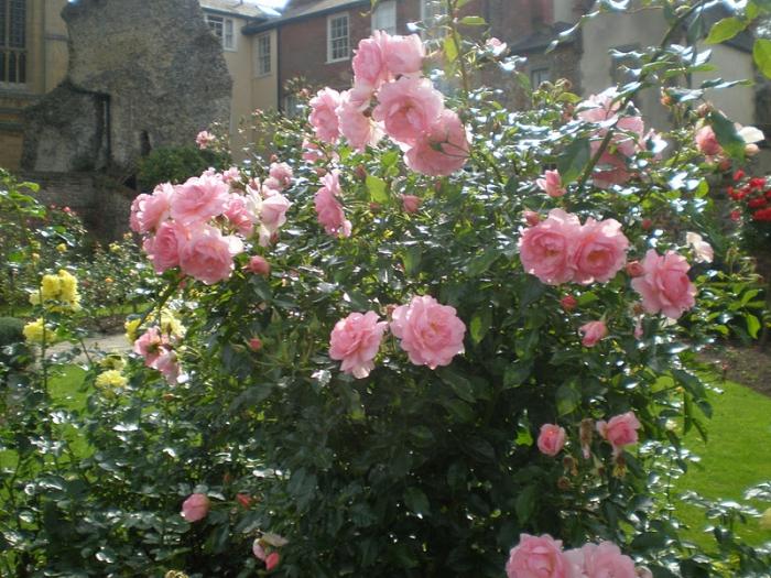 rozenkrans in het huisje