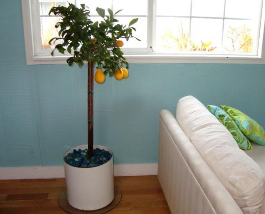 Sadik op je raam: hoe zorg je thuis voor een citroen