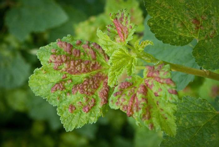 Roze bes: beschrijving van variëteiten, eigenaardigheden van teelt en beoordelingen