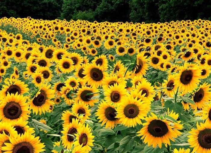 Zonnige bloemen met gele bloemen