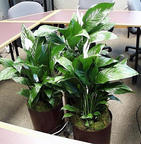 Spathiphyllum: thuiszorg. Spathiphyllum (vrouwelijk geluk): transplantatie