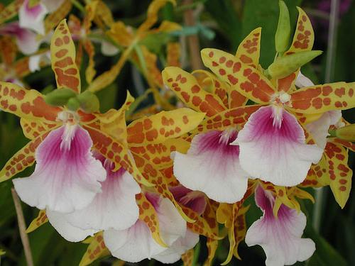 Miltonia Orchid Care