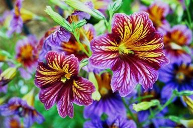 Unieke bloem salpiglossis: groeit uit zaden