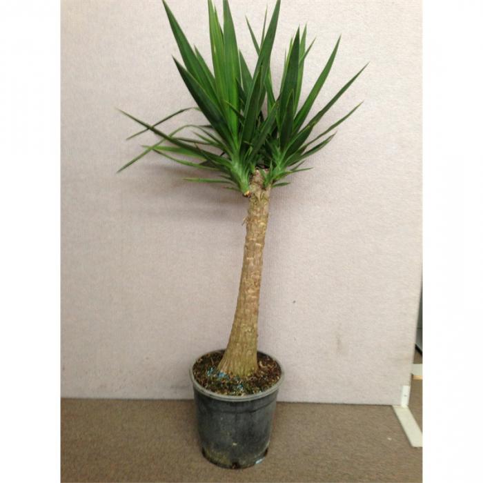 Evergreen yucca: planten en verzorgen