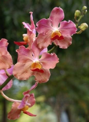 Grow orchids. Wat te doen als deze prachtige planten bloeien?