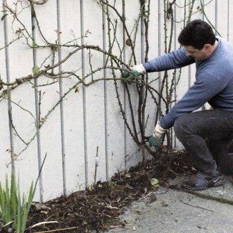 We groeien klimrozen. Voorbereiding voor de winter