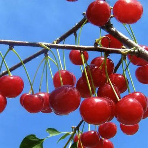 Cherry Dessert Morozova: een beschrijving van het ras, foto