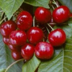 Cherry zelf fruit. Rassen voor alle regio's