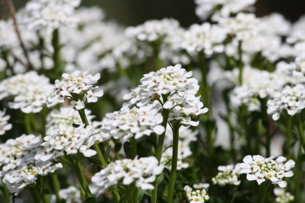 Alissum (planten en verzorgen)