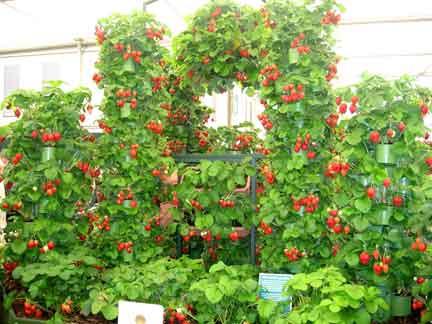 Strawberry Queen Elizabeth - hoogrenderende bes