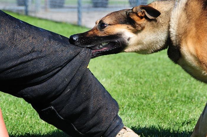 slaap hond bijt zijn been