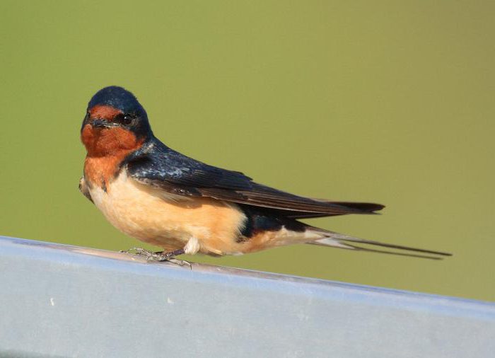 dromerige zwaluw in huis