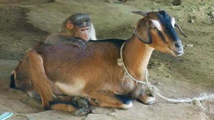 Goat and Monkey: compatibiliteit van homo-dromers