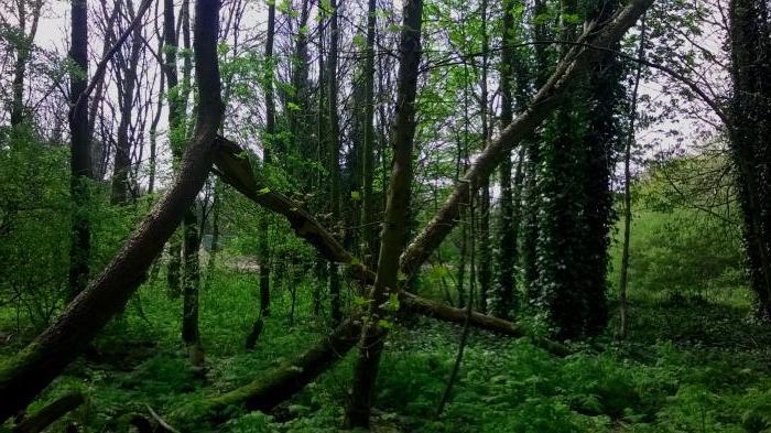 Forest Aokigahara - Japans woud van zelfmoorden aan de voet van de berg Fuji