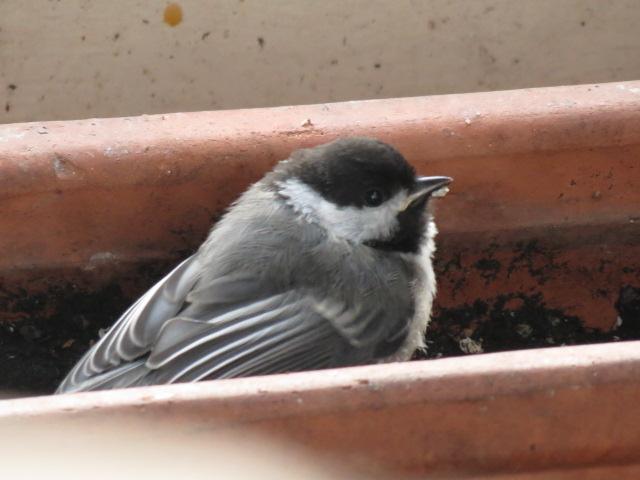 De vogel dook neer op het balkon